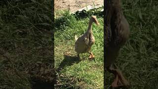 Download lagu Duck couple black and white brown #dj #song #remix #2025 #newmusic #music #hashtag #mashup mp3