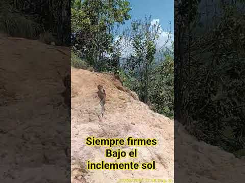 un bello paisaje #linieros ⚡🫶♥️ #naturaleza al natural