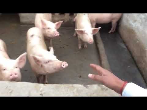 Pig farming books, er. prakash kumar