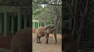 Download lagu AFRICAN ELEPHANT AT MYSORE ZOO mp3