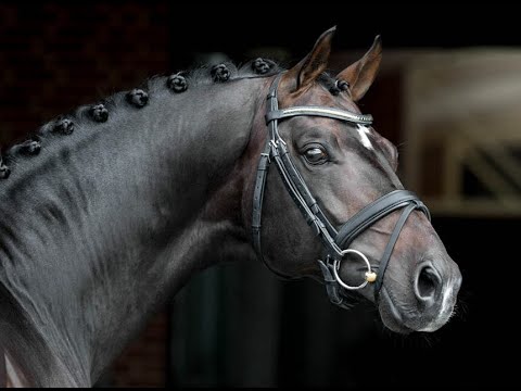 Hengstenstation van Uytert - Blue Hors Farrell