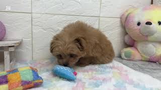 ハーフ犬の動画01