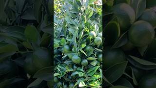 Download lagu Trik Menghasilkan Bunga Agar Buah Jeruk Lebat mp3