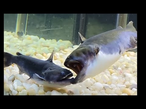 Gulper Catfish Eats Gulper Catfish