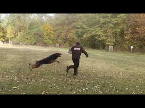 Yack vom Rosseleck IPO1 C