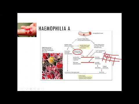 Genetic Technology in Medicine | Advantages of Human Recombinant Proteins | Lesson 19-10 | YH Ho