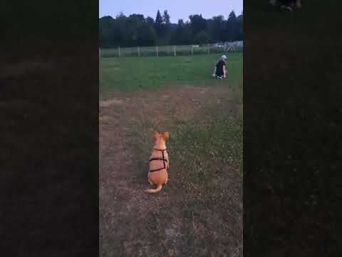 ProAnimal Österreich_Rena_03