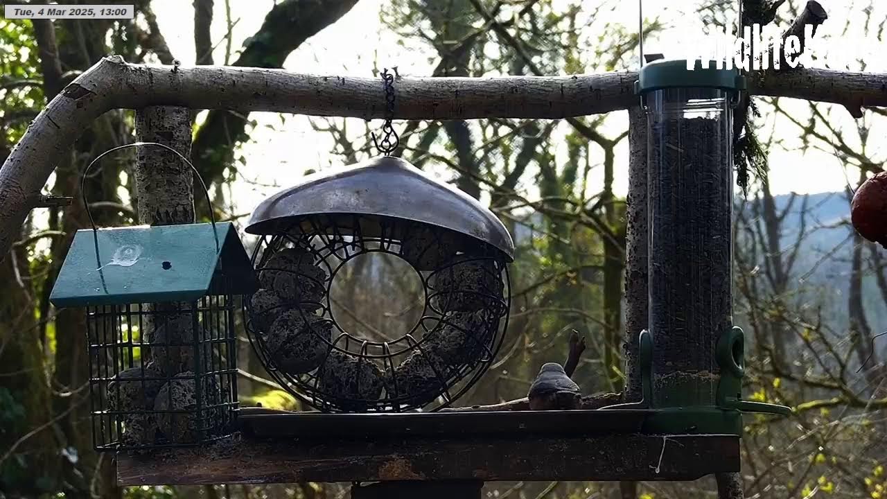 Gwyllt Hollow Live Wildlife