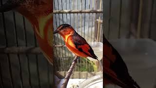 Download lagu burung mantenan gunung muda gacorr mp3