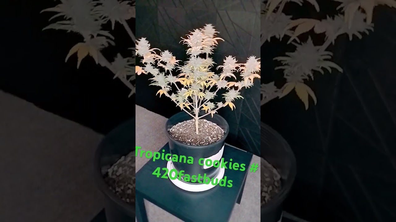 Tropicana cookies is 🔥# 420fastbuds #growyourown #geg #autoflower
