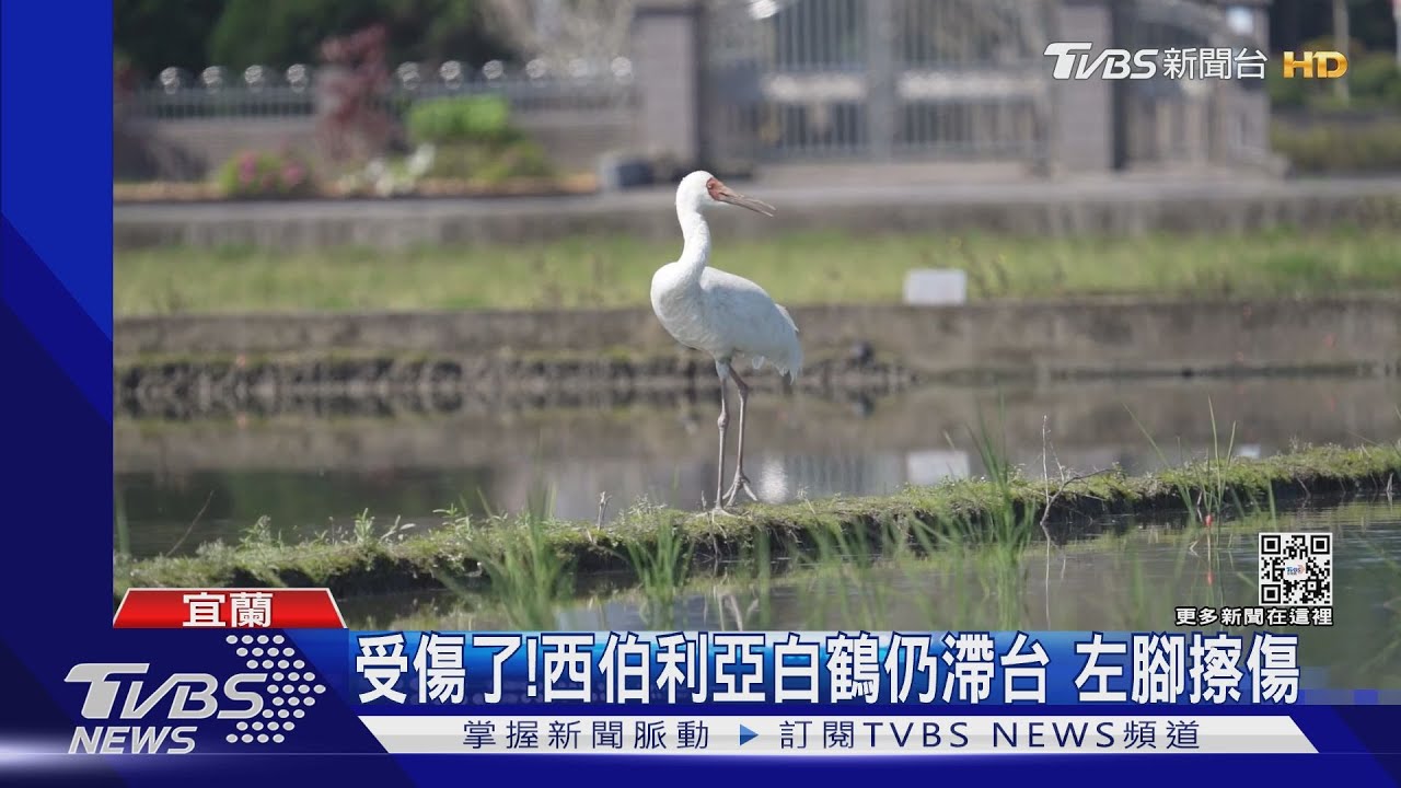 受傷了！西伯利亞白鶴仍滯台　左腳擦傷