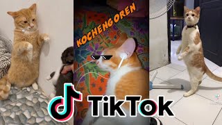 Download lagu Kucing Lucu Main Tik Tok Bikin Ketawa Ngakak | Funny Cats and Kittens Meowing mp3 Download lagu Kucing Lucu Main Tik Tok Bikin Ketawa Ngakak | Funny Cats and Kittens Meowing mp3