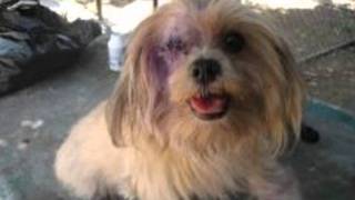 stop animal abuse by lyric