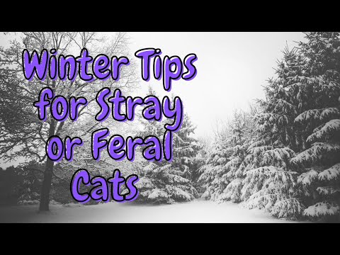 Winter Tips for Feeding Stray and Feral Cats
