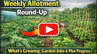 Weekly Allotment Round-Up | What’s Growing, Garden Jobs & Plot Progress