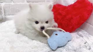 ハーフ犬の動画02