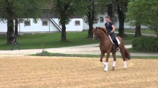 Video koně Locksley Iii