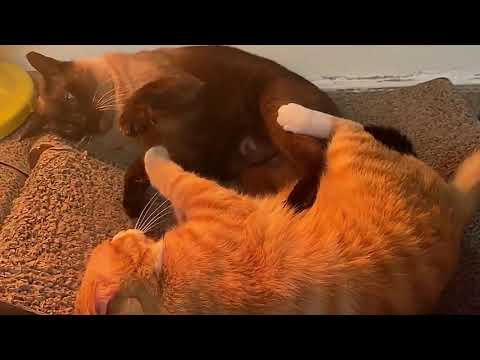 Cat Conversations: They've Been Holding It Like This for Over 10 Minutes! 😺😼