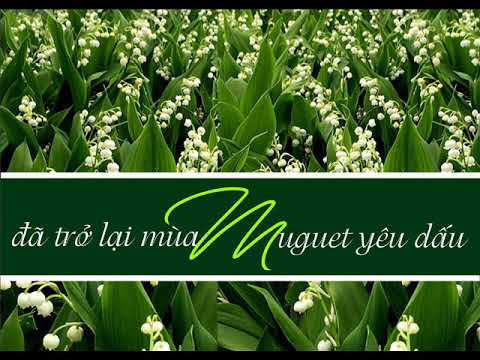 Đã trở lại mùa Muguet yêu dấu Sheet - Ngọc Quy