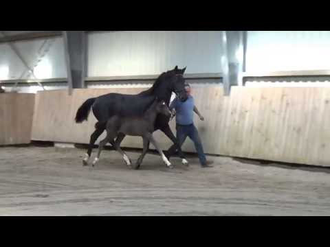 Stutfohlen 2020 - Escamillo x Destano