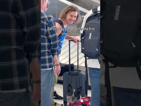 Service Dog Sees Mom After 10 Days