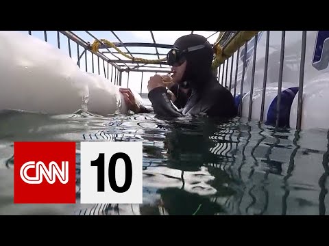 研究大白鯊 (Studying Great White Sharks)