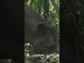 Tapir Indonesia Si Pemalu Dari Hutan Tropis Tapir HewanLangka HewanIndonesia HewanTalks