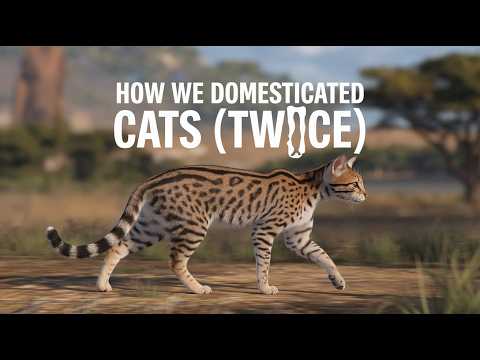 A Brief History of Cats: How We Domesticated Cats