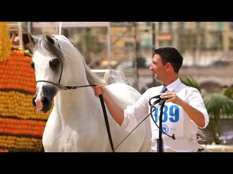 Arabian Horse Magazine -Menton 2018 _ E.S. Harir