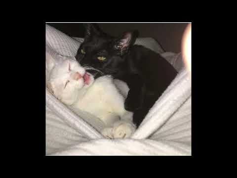 white cat for luck ///SOMAI (prod.daweed)))