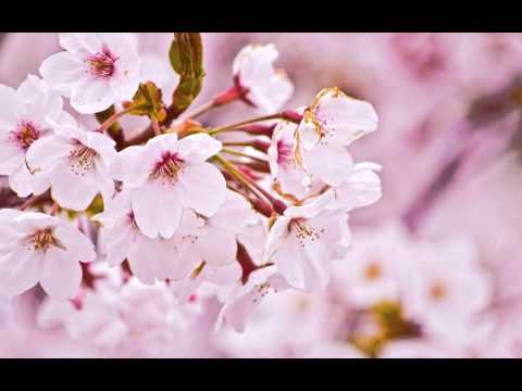 Marcel Woods - Cherry blossom