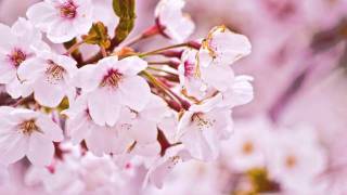 Marcel Woods - Cherry blossom