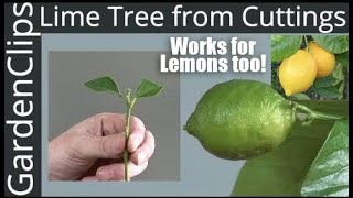 How to Grow Lime Trees from Clippings - Easy way to grow Lime Trees &amp; Lemon Trees from Cuttings