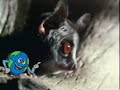 National Geographic S Really Wild Animals Senegal Bush Baby