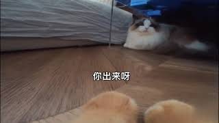 Những chú mèo ngộ nghĩnh, vui nhộn, TiktokTrungQuốc#mèo#tiktok#hàihước#1