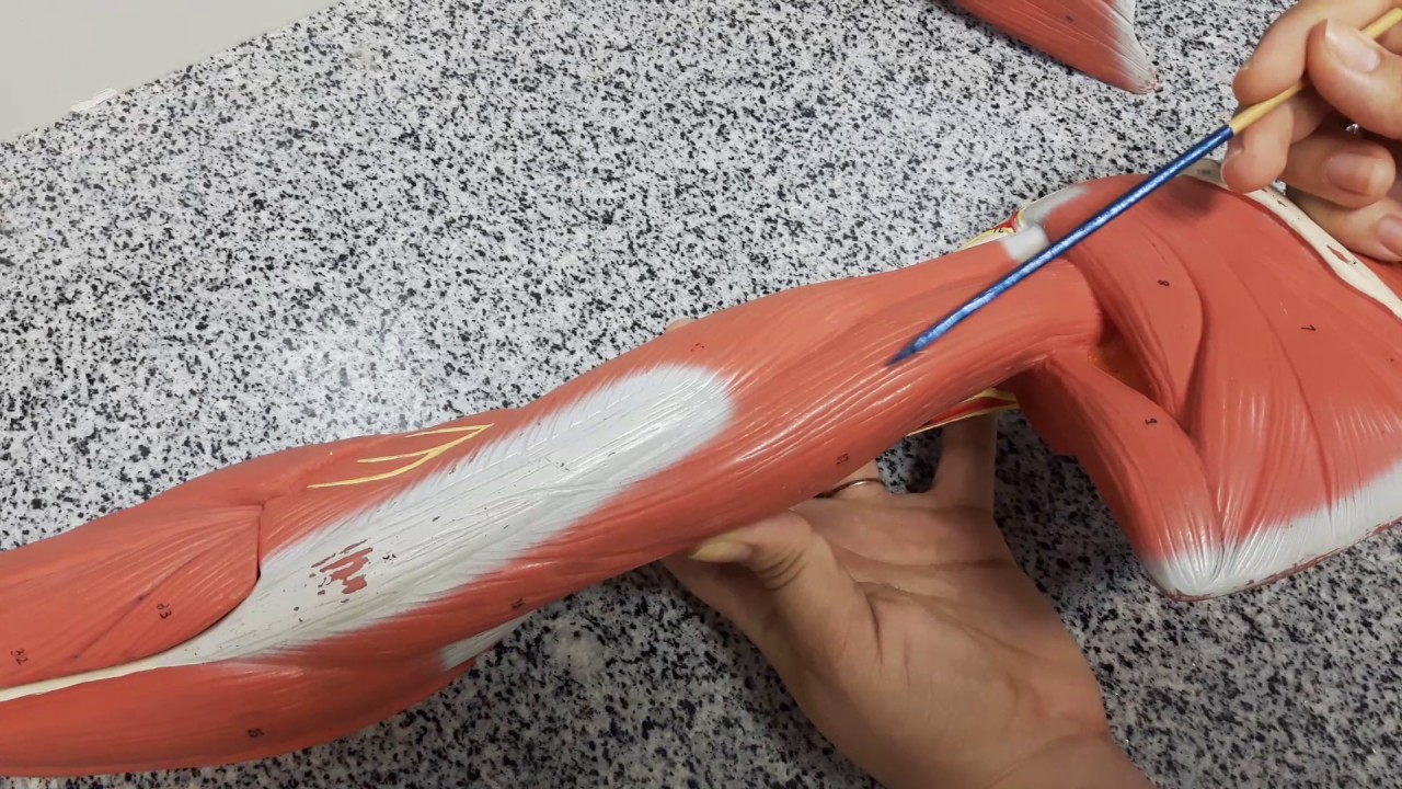 Aula 28 - Músculos do Membro Superior