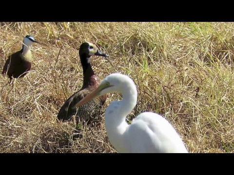 Fish fights back in birds throat!