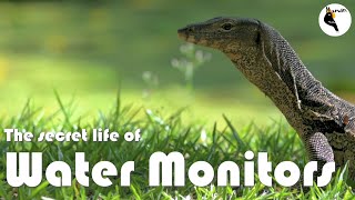 Download lagu Uncovering the Mysteries of Water Monitors | Marwin's Thai Wildlife Stories EP.1 mp3