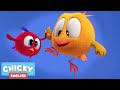 Where's Chicky? | CHICKY'S LITTLE FRIEND | Chicky Cartoon in English for Kids