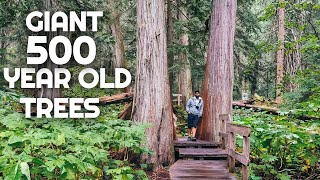 EXPLORING 500 YEAR OLD GIANT TREES | Giant Cedars Boardwalk | Mount Revelstoke National Park BC