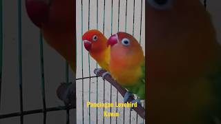Download lagu Pancingan Lovebird Kawin #shorts #lovebirds #lovebirdkonslet mp3