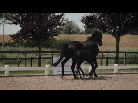 Parisma (v. Fürst Dior)