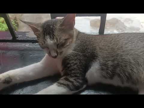 mini pet cat# short video.