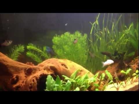 Hydor External heater (UPDATE)