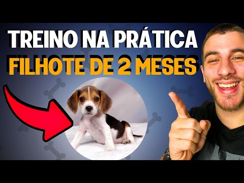 COMO ADESTRAR UM CACHORRO FILHOTE (TREINO NA PRÁTICA)