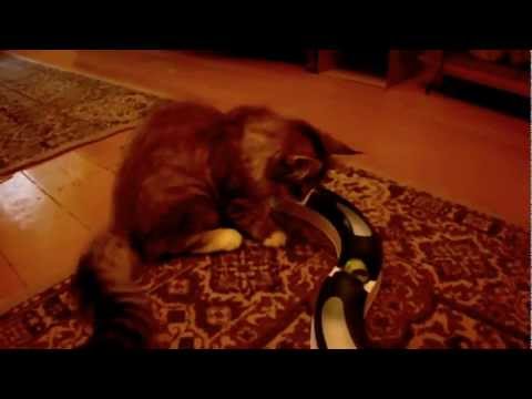 Hedda des Chênes d'Or