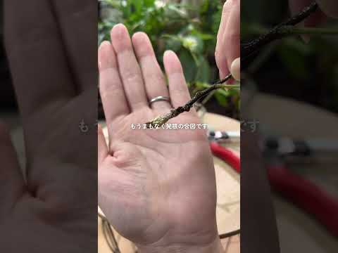 水中のフクシアから挿し木を取る方法は？ 5 つの簡単なステップ + サポートビデオ  庭園