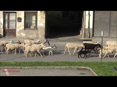 TRANSUMANZA IN VALLE VERMENAGNA (CN) SAB. 19 - 6 - 2021.
