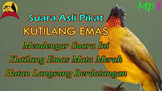 Download lagu Suara Pikat Kutilang Emas Mata Merah. Terbukti Ampuh!! mp3 Download lagu Suara Pikat Kutilang Emas Mata Merah. Terbukti Ampuh!! mp3