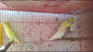 my home breed